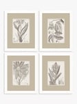 John Lewis Vision Studio 'Sepia Exotic Plants' Framed Print, Set of 4, 57 x 47cm, Neutral