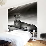 apalis Papier peint intissé Resting Lion Papier peint photo carré, Taille, Noir, 97959, 288 x 288 cm