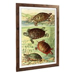 Big Box Art Framed Print of Vintage Fleischmann. Josef American Turtles Design | Wall Art Picture | Home Decor for Kitchen, Living Room, Bedroom, Hallway, Walnut, A2 / 24.5x18 Inch / 62x45cm