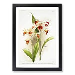 Big Box Art Magnolia Flowers Illustration Tab. 90 by Frederick Sander Framed Wall Art Picture Print Ready to Hang, Black A2 (62 x 45 cm)