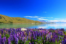 Papermoon Papier peint photo Lupins Lake Tekapo Papier peint photo non tissé Impression numérique Avec colle incluse Différentes tailles