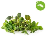 Click And Grow Smart Garden Refill 9-pack - Grön salladsmix