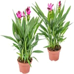 Curcuma Siam - Tulipe 2 pièces - Pot pour plante d'extérieur et d'intérieur et pépinière ⌀14 cm - ↕50 cm