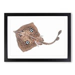 Big Box Art Brown Ray by Edward Donovan Framed Wall Art Picture Print Ready to Hang, Black A2 (62 x 45 cm)