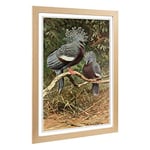 Big Box Art Framed Print of Vintage W Kuhnert Victoria Crowned Pigeon Design | Wall Art Picture | Home Decor for Kitchen, Living Room, Bedroom, Hallway, Oak, A2 / 24.5x18 Inch / 62x45cm