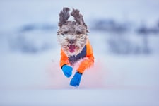 Long Distance Bootie Hundstrumpa för Snö - XL