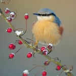 RSPB Greeting Sound Card By Really Wild Cards - Nuthatch