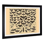 Big Box Art Framed Print of Encyclopedia Vintage Butterflies & Insects (1) Design | Wall Art Picture| Home Decor for Kitchen, Living Room, Bedroom, Hallway, Black, A2 / 24.5x18 Inch / 62x45cm