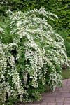 Bukettspirea CO D9-11 cm, 10-p