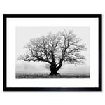 Black and White Nature Photograph of an Old Branchy Tree in a Misty Morning Landscape Framed Wall Art Print Picture 12X16 inch