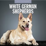 German Shepherd, White 2025 Square Wall Calendar (häftad, eng)