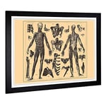 Big Box Art Framed Print of Encyclopedia Human Biology Skeleton (1) Design | Wall Art Picture | Home Decor for Kitchen, Living Room, Bedroom, Hallway, Black, A2 / 24.5x18 Inch / 62x45cm