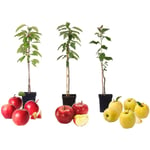 Pommiers - Lot de 3 - Braeburn, Golden Delicious, Gala - ⌀9cm - Hauteur 60-70cm - Rose