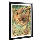 Big Box Art Framed Print of Vintage Karl Ludwig Hartig Bolivian Three-Toed Sloth Design | Wall Art Picture| Home Decor for Kitchen, Living Room, Bedroom, Office, Black, A2 / 24.5x18 Inch / 62x45cm