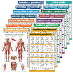 16 Pack - Exercise Workout Poster Set: Dumbbell, Suspension, Kettlebell, Bands, Medicine Ball, Battle Rope, Stretching, Bodyweight, Barbell, Yoga, Exercise Ball (PAPER - NOT LAMINATED, 18" x 24")