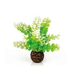 biOrb 46090 Caulerpa pour aquarium, vert | Aquariophilie | Aquarium | Plantes d'aquarium | Fleurs | Décoration | Accessoires