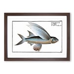 Big Box Art The Flying-Fish by M.E. Bloch Framed Wall Art Picture Print Ready to Hang, Walnut A2 (62 x 45 cm)