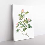Big Box Art Wild Pink Roses by Pierre-Joseph Redoute Canvas Wall Art Print Ready to Hang Picture, 76 x 50 cm (30 x 20 Inch), White, Beige, Green, Beige