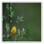 2 x Square Stickers 10 cm - Little Yellow Bird Tree Rain Nature  #45583