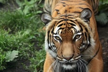 Malayan tiger Panthera tigris jacksoni