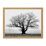 Wee Blue Coo Old Oak Tree Black White Mist Fog Photo Art Large Framed Art Print Poster Wall Decor 18x24 inch