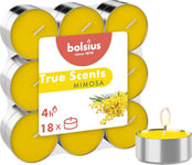 Bolsius True Scents - Lot de 18 Bougies Chauffe-Plat Parfum - Mimosa - Durée de Combustion: 4 Heures - Décoration d'intérieur - Extraits naturels - avec Cire Naturelle végétalienne