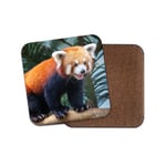 Endangered Red Panda Coaster - Firefox Cute Wild Animal Ginger Fun Gift #15146