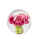 In Flore Carnation Pappersvikt Rosa