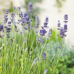 Lavendel Omnia Garden Munstead Liten Kruka