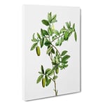 Big Box Art Apple Berry Tree by Pierre-Joseph Redoute Canvas Wall Art Framed Picture Print, 30 x 20 Inch (76 x 50 cm), White, Green