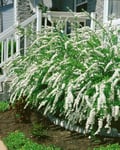 Norsk brudspirea 'Grefsheim' CO D9-11 cm, 10-p