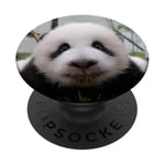 Cute Baby Panda Bear Pop Mount Socket PopSockets Adhesive PopGrip