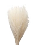 Dried Flowers Feather Pampas White Cooee Design