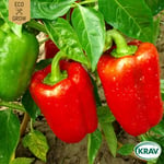 Fröer Eco Grow Paprika California Wonder