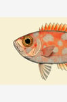 The Dybdahl Co. - Affisch Blotched Bigeye Head - Beige