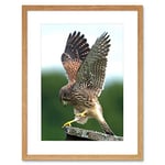 Wee Blue Coo Photo Kestrel Bird Prey Raptor Action Framed Wall Art Print