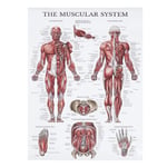 Generic Resistance Band Workout Poster Muscle System Anatomical Chart Easy To