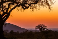 Baobab-tre Sør-Afrika