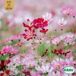 Fröer Eco Grow Rosenskära Sensation Mix