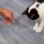 Cat Laser Pointer Kikkerland