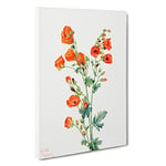 Scarlet Globe Mallow By Mary Vaux Walcott Canvas Print for Living Room Bedroom Home Office Décor, Wall Art Picture Ready to Hang, 30 x 20 Inch (76 x 50 cm)