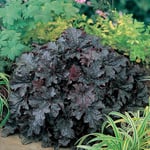 Planta Omnia Garden Alunrot Plum Pudding