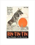 Wee Blue Coo Movie Film Rin Tin Dog Wonder Alsatian Screen Animal Wall Art Print