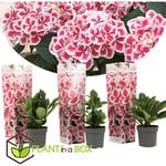 Hydrangea bicolor 'Camilla Pink' - Hortensia - Set de 3 - ⌀9cm - Hauteur 25-40cm - Rose