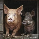 Greeting Sound Card By Really Wild Cards - Iron Age Pig