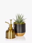 The Little Botanical Gold Mister & Plant Set