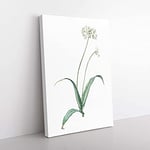 Big Box Art Spring Garlic Flowers by Pierre-Joseph Redoute Canvas Wall Art Print Ready to Hang Picture, 76 x 50 cm (30 x 20 Inch), White, Grey, Beige