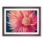 Super Chrysanthemum Flower H1022 BLK Framed Print for Living Room Bedroom Home Office Décor, Wall Art Picture Ready to Hang, Walnut A3 Frame (46 x 34 cm)