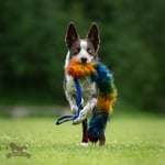 Doggie-Zen Doggie-Zen Bonanza Elastisk Hundeleke med Fuskepels - L