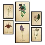 Nacnic Ensemble de 6 affiches de fleurs vintage. Collection de plaques avec collage esthétique pour la décoration d'intérieur. Tailles A3 et A4. Avec cadre noir.